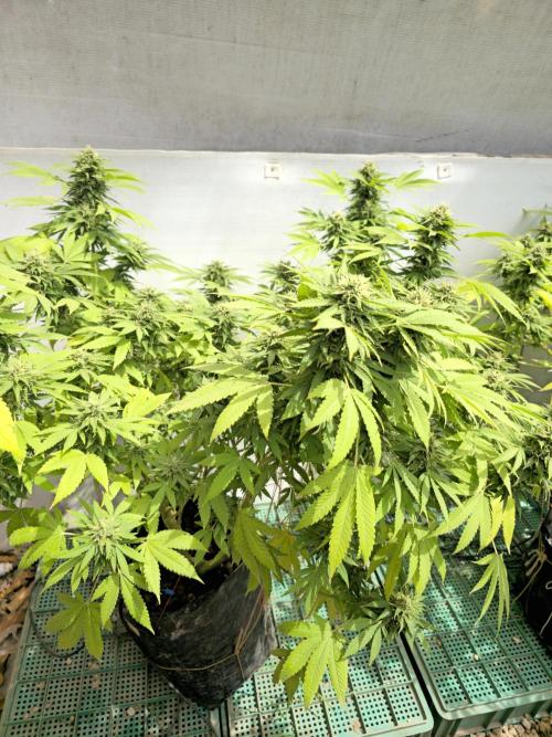 White Kush Feminizada Exterior. Week 5