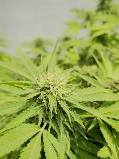 White Kush Feminizada Exterior. Week 5