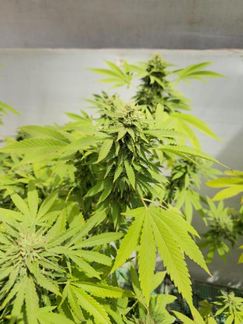 White Kush Feminizada Exterior. Week 5