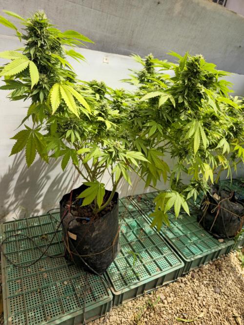 White Kush Feminizada Exterior. Week 5