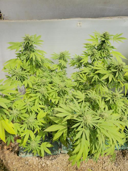 White Kush Feminizada Exterior. Week 5
