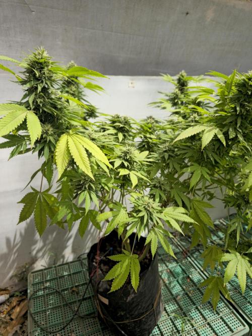 White Kush Feminizada Exterior. Week 5