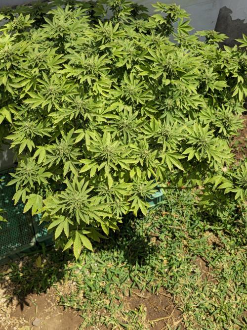Banana Scout Feminizada  Exterior. Week 5