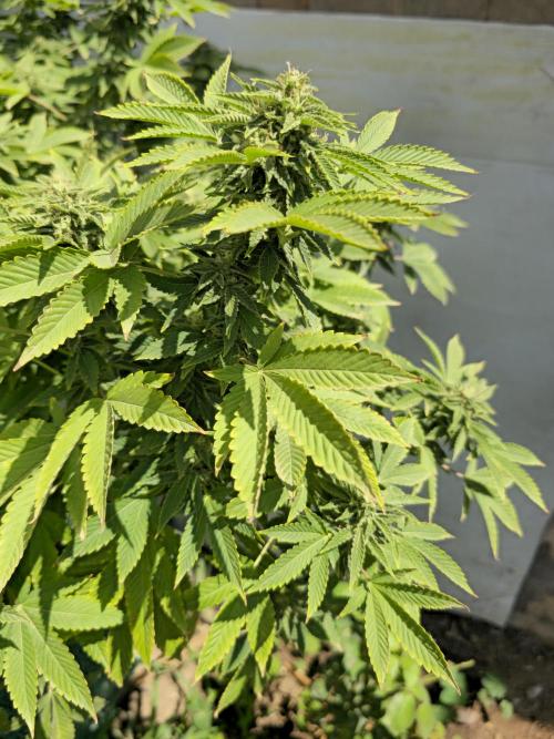 Banana Scout Feminizada  Exterior. Week 5