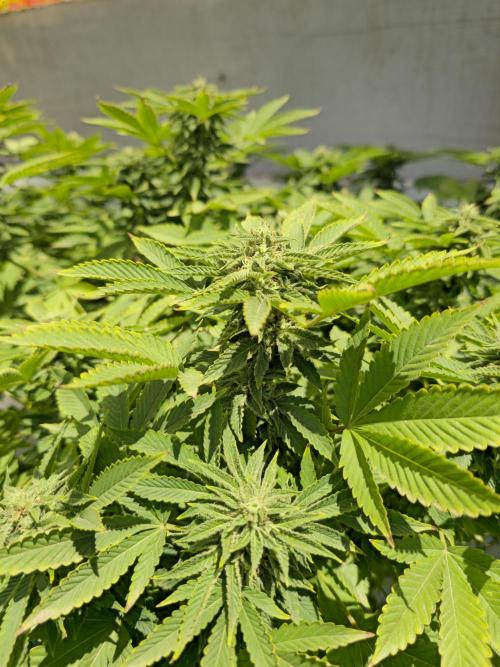 Banana Scout Feminizada  Exterior. Week 5