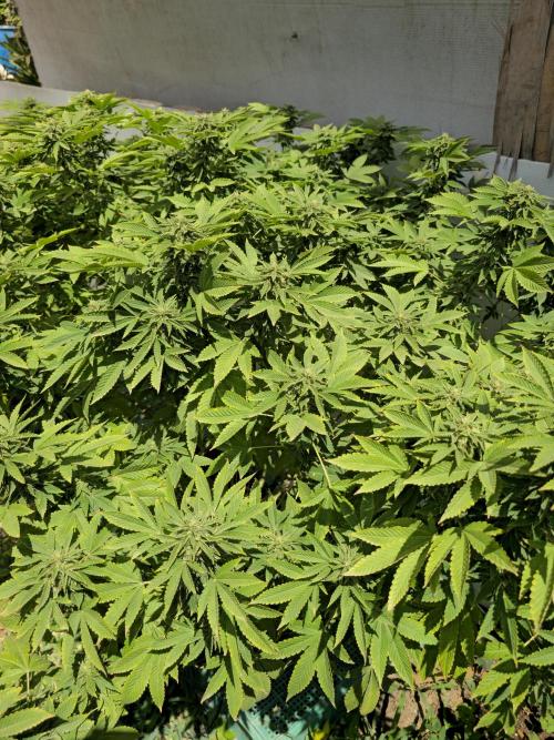Banana Scout Feminizada  Exterior. Week 5