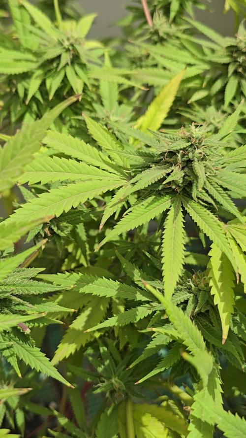 Purple OG Feminizada Exterior