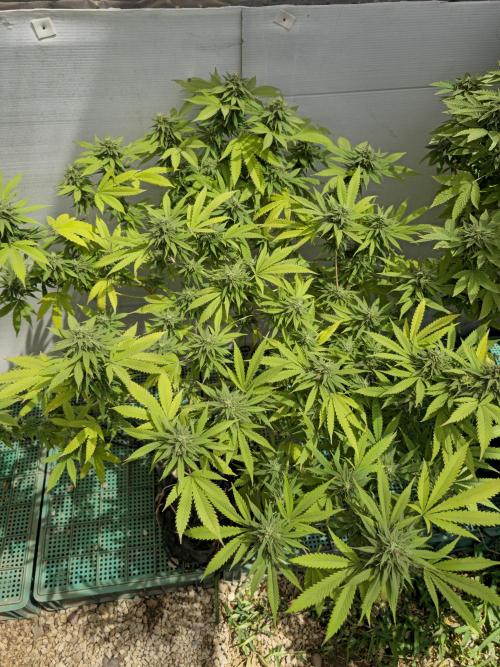 Purple OG Feminizada Exterior. Week 5