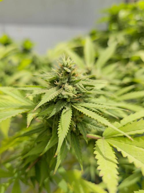 Purple OG Feminizada Exterior. Week 5