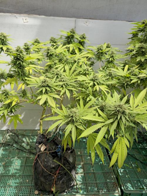 Purple OG Feminizada Exterior. Week 5