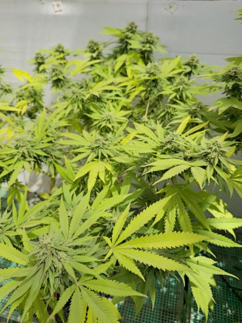 Purple OG Feminizada Exterior. Week 5