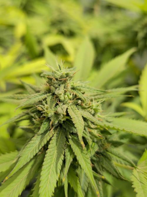 Purple OG Feminizada Exterior. Week 5