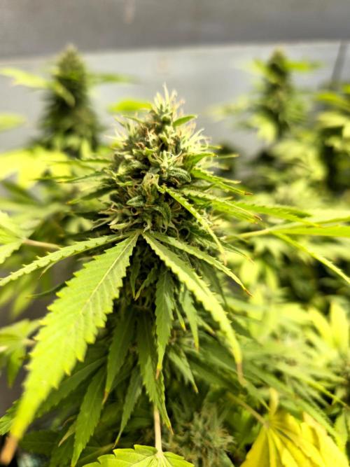 White Kush Feminizada Exterior. Week 6