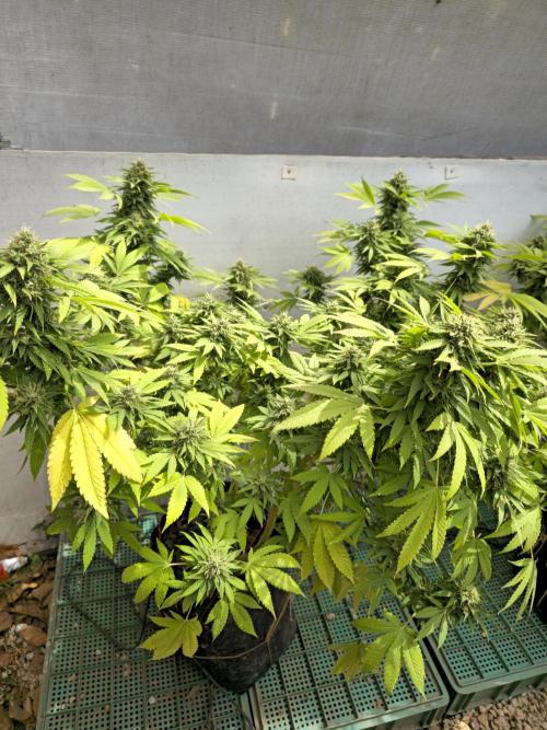 White Kush Feminizada Exterior. Week 6