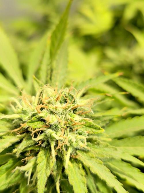 White Kush Feminizada Exterior. Week 6