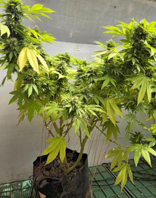 White Kush Feminizada Exterior. Week 6