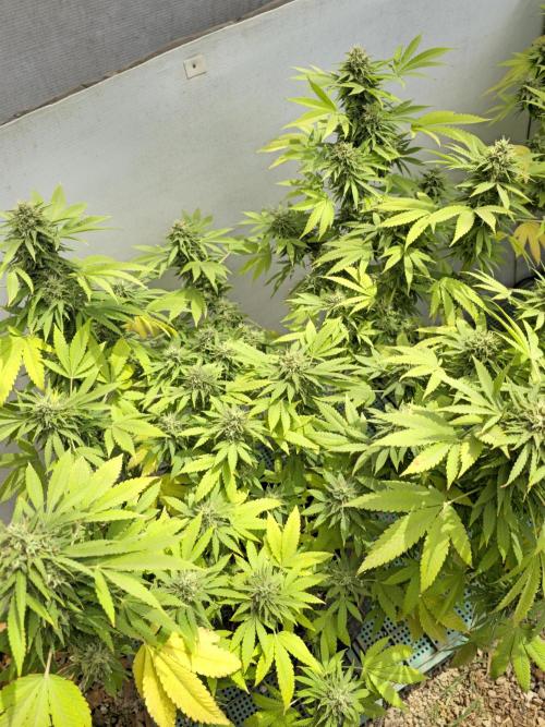 White Kush Feminizada Exterior. Week 6