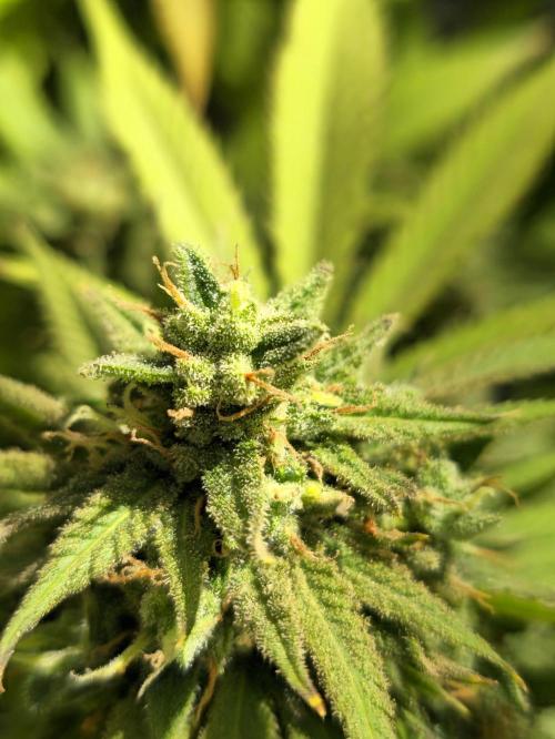 Purple OG Feminizada Exterior. Week 6