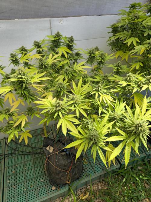 Purple OG Feminizada Exterior. Week 6