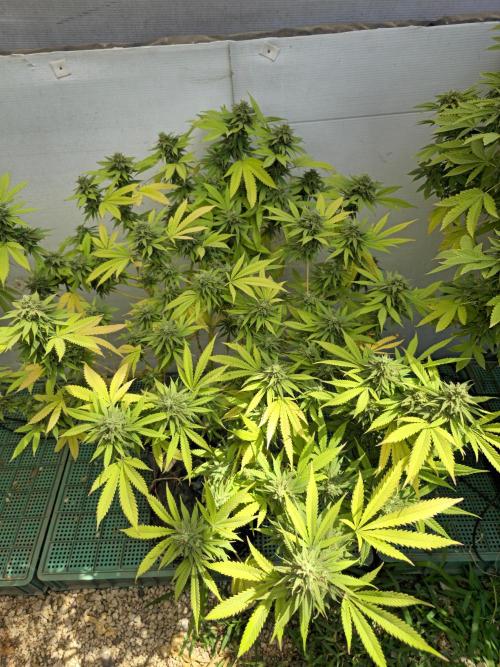 Purple OG Feminizada Exterior. Week 6