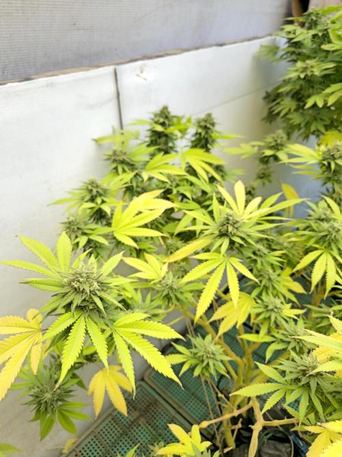 Purple OG Feminizada Exterior. Week 6