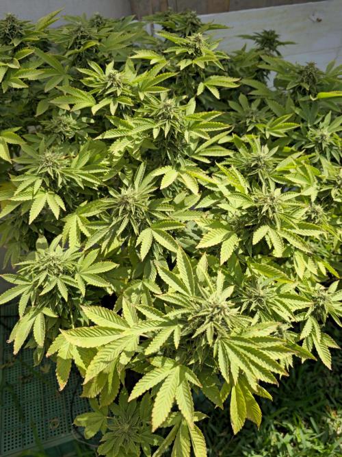 Banana Scout Feminizada  Exterior. Week 6