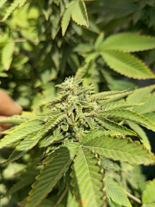 Banana Scout Feminizada  Exterior. Week 6