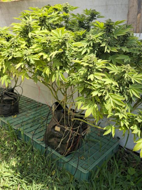Banana Scout Feminizada  Exterior. Week 6