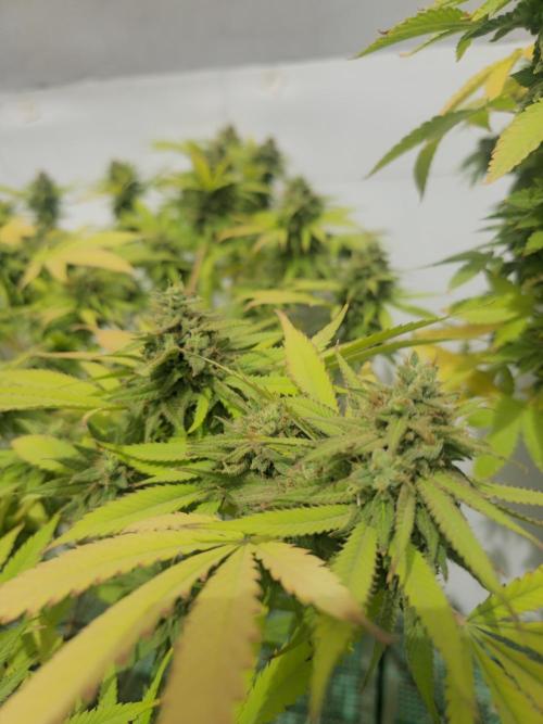 Purple OG Feminizada Exterior. Week 7