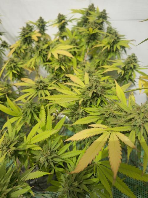Purple OG Feminizada Exterior. Week 7
