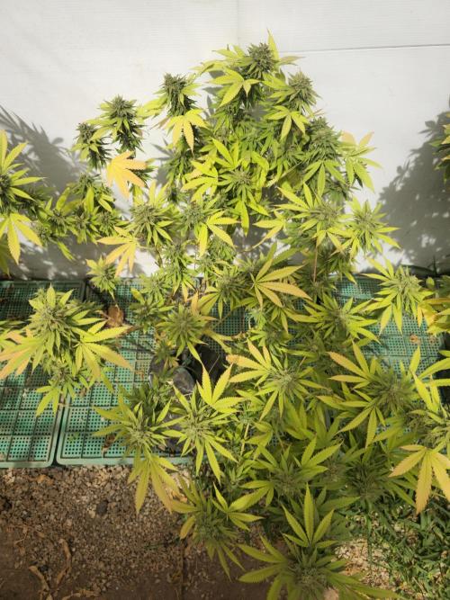 Purple OG Feminizada Exterior. Week 7