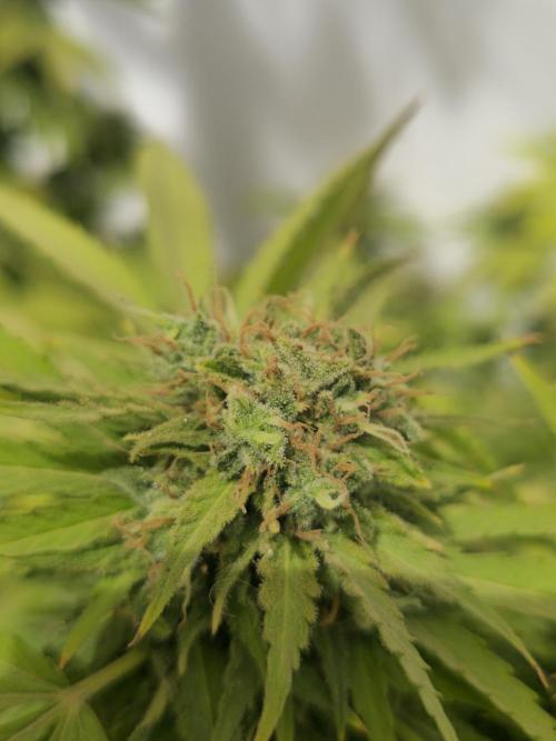 White Kush Feminizada Exterior. Week 7