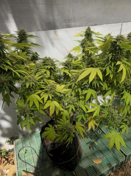 White Kush Feminizada Exterior. Week 7