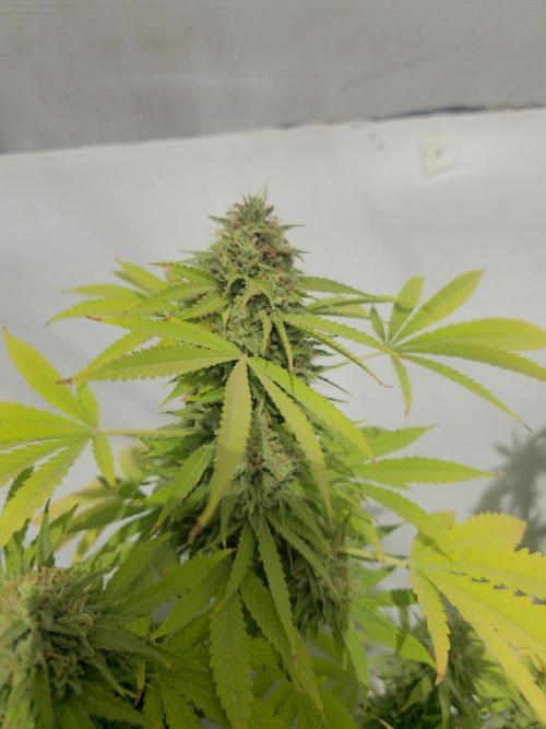 White Kush Feminizada Exterior. Week 7