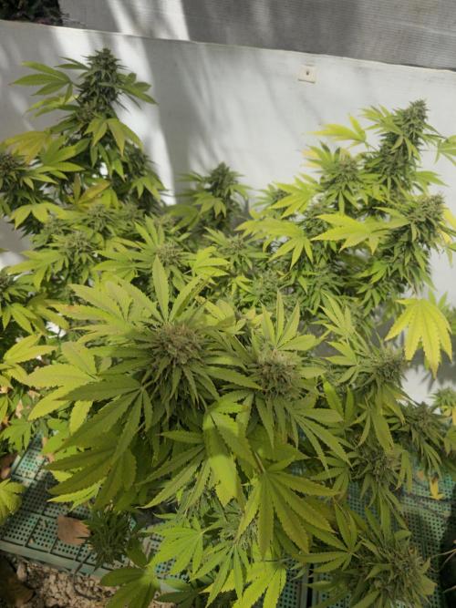 White Kush Feminizada Exterior. Week 7
