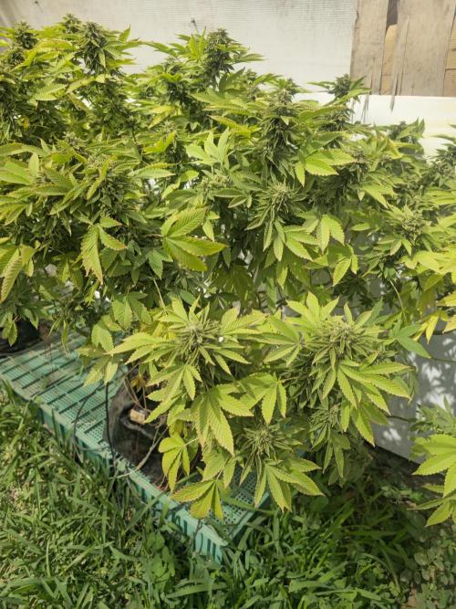 Banana Scout Feminizada  Exterior. Week 7