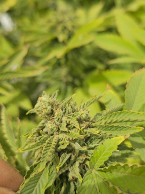 Banana Scout Feminizada  Exterior. Week 7