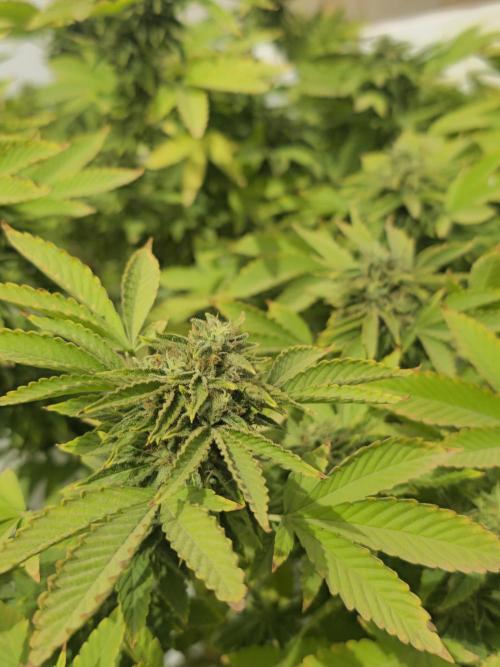 Banana Scout Feminizada  Exterior. Week 7