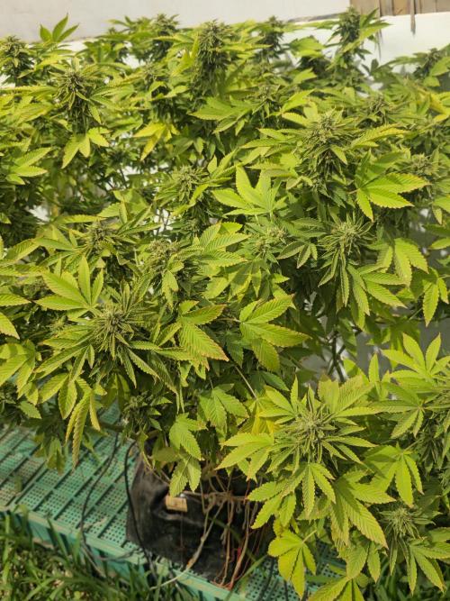Banana Scout Feminizada  Exterior. Week 7