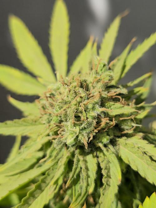 White Kush Feminizada Exterior. Week 8