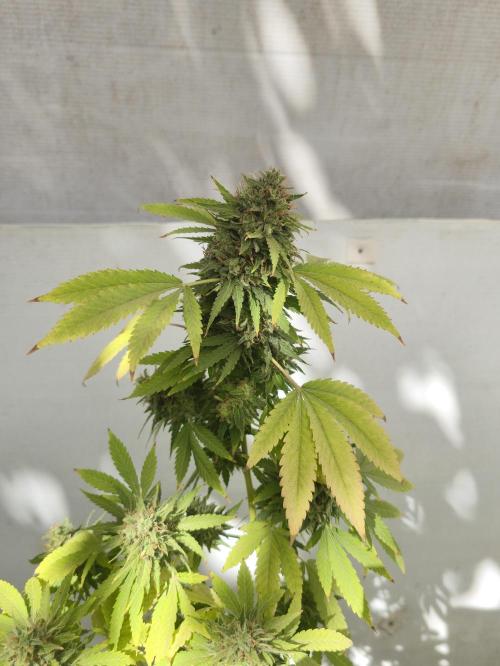 White Kush Feminizada Exterior. Week 8