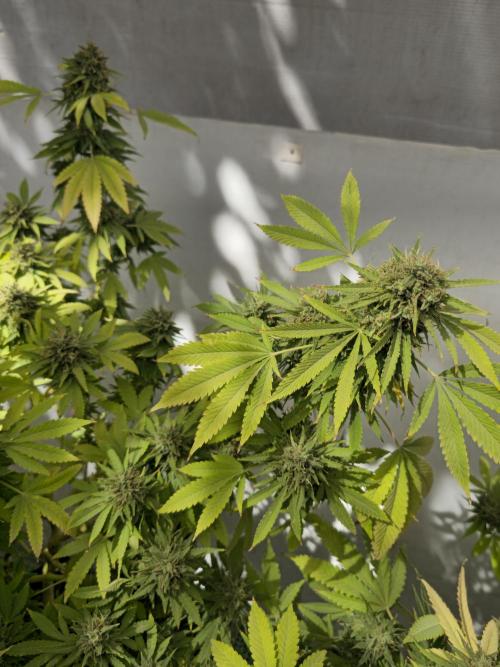White Kush Feminizada Exterior. Week 8