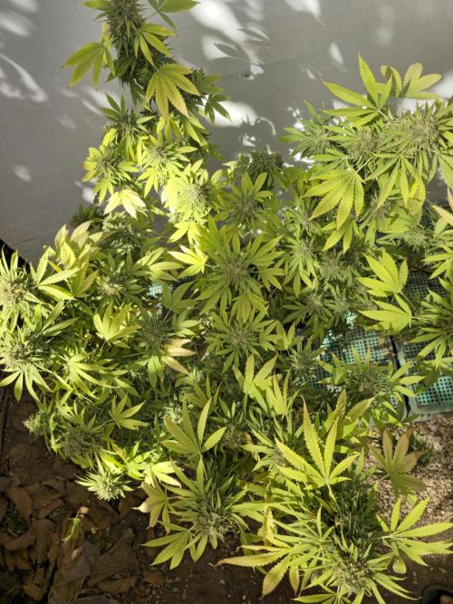 White Kush Feminizada Exterior. Week 8