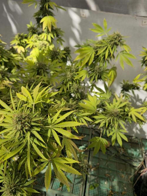 White Kush Feminizada Exterior. Week 8