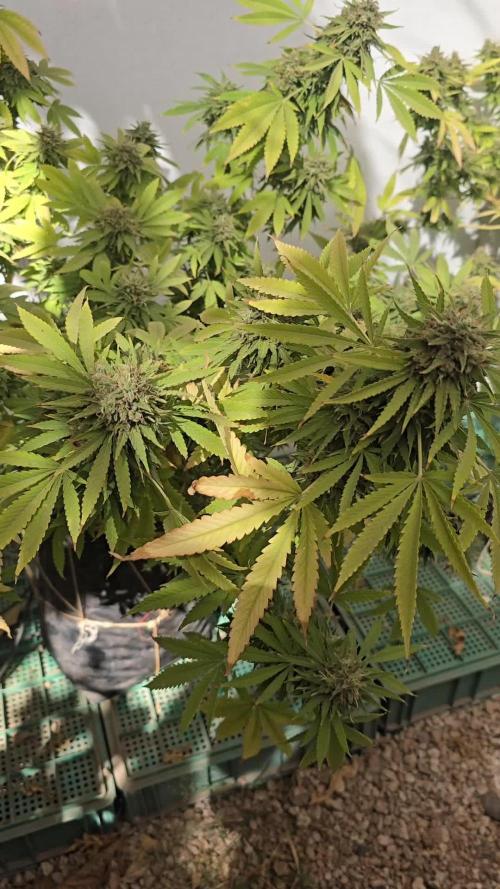 White Kush Feminizada Exterior