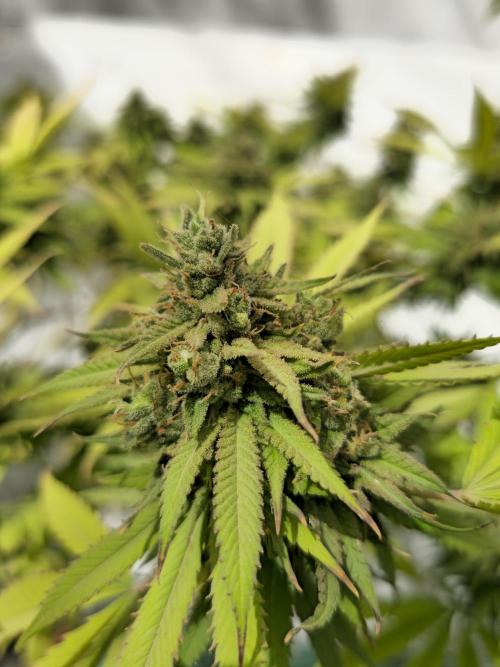 Purple OG Feminizada Exterior. Week 8