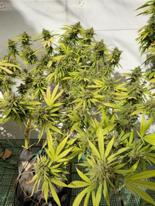 Purple OG Feminizada Exterior. Week 8