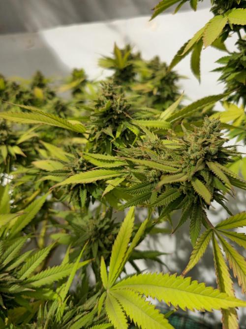 Purple OG Feminizada Exterior. Week 8