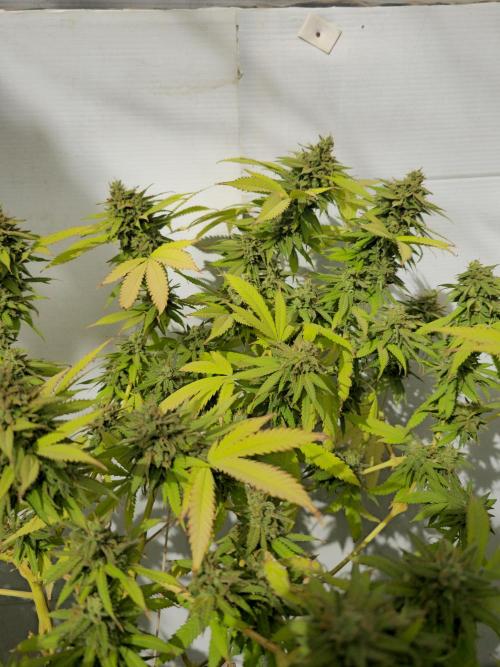 Purple OG Feminizada Exterior. Week 8