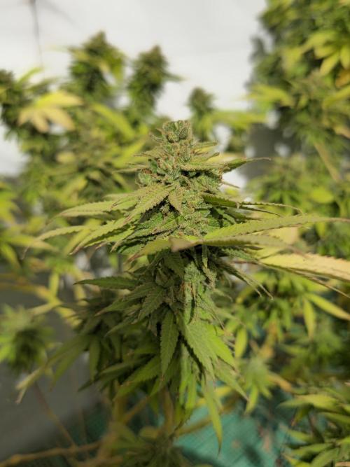 Purple OG Feminizada Exterior. Week 8
